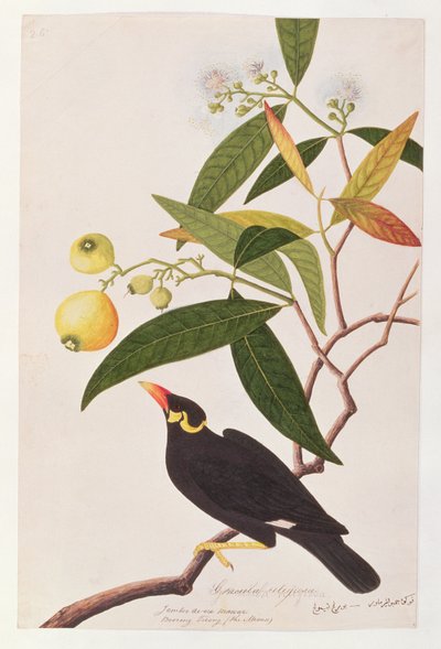 Hill Myna, from Drawings of Birds from Malacca by Chinese School
